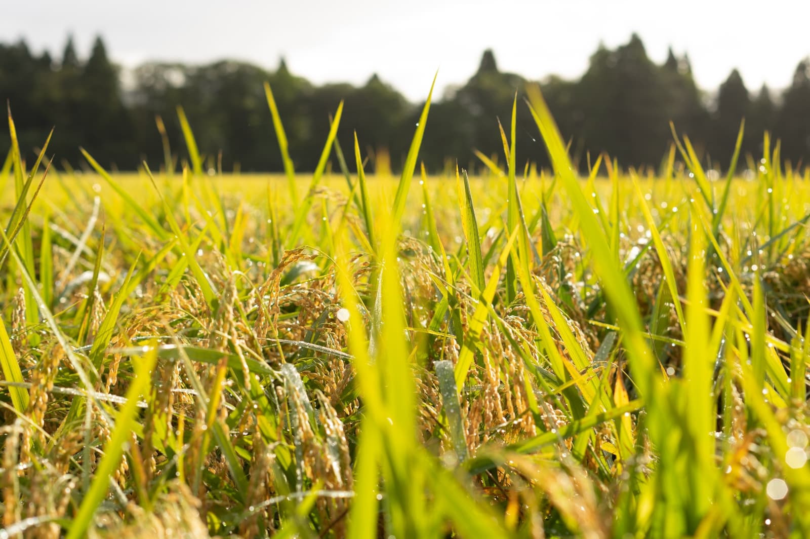 Rice ripening in the soft morning light in rural Akita