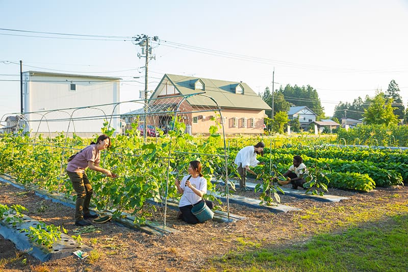 畑の野菜収穫